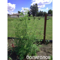 БОЛИГОЛОВ пятнистый 100 шт двулет. БОЛИГОЛОВ пятнистый 100 шт двулет.