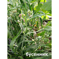 Бусенник декоративн. 10 шт