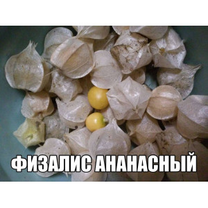 Физалис Ананасный (ананасный аромат)