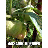 Физалис королёк