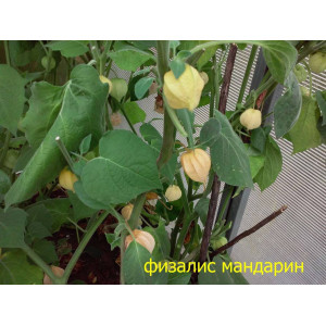 Физалис мандарин (цитрусовый аромат) 