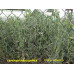 Горох Афилла, 15 семян самоцепляющийся 40 см.