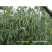 Горох Афилла, 15 семян самоцепляющийся 40 см.