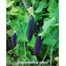 Горох Фиолетовый высокий, 12 семян. До 200 см. 