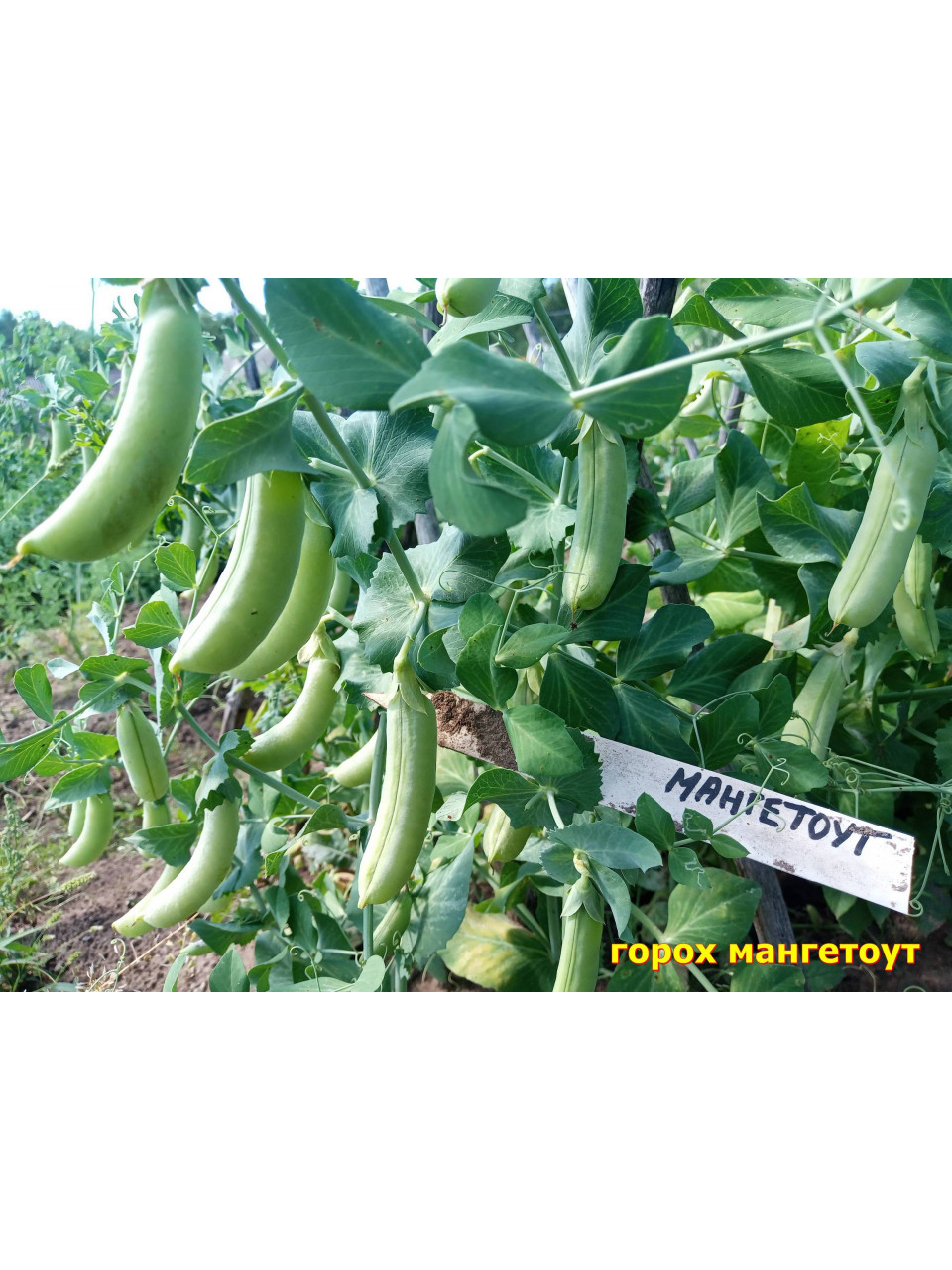Горох Мангетоут 10 шт. Горох Мангетоут 10 шт.