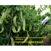 Горох Спаржевый 10 шт. Сахарн. Очень широкие и длинные стручки 2 м. Горох Спаржевый 10 шт. Сахарн. Очень широкие и длинные стручки 2 м.