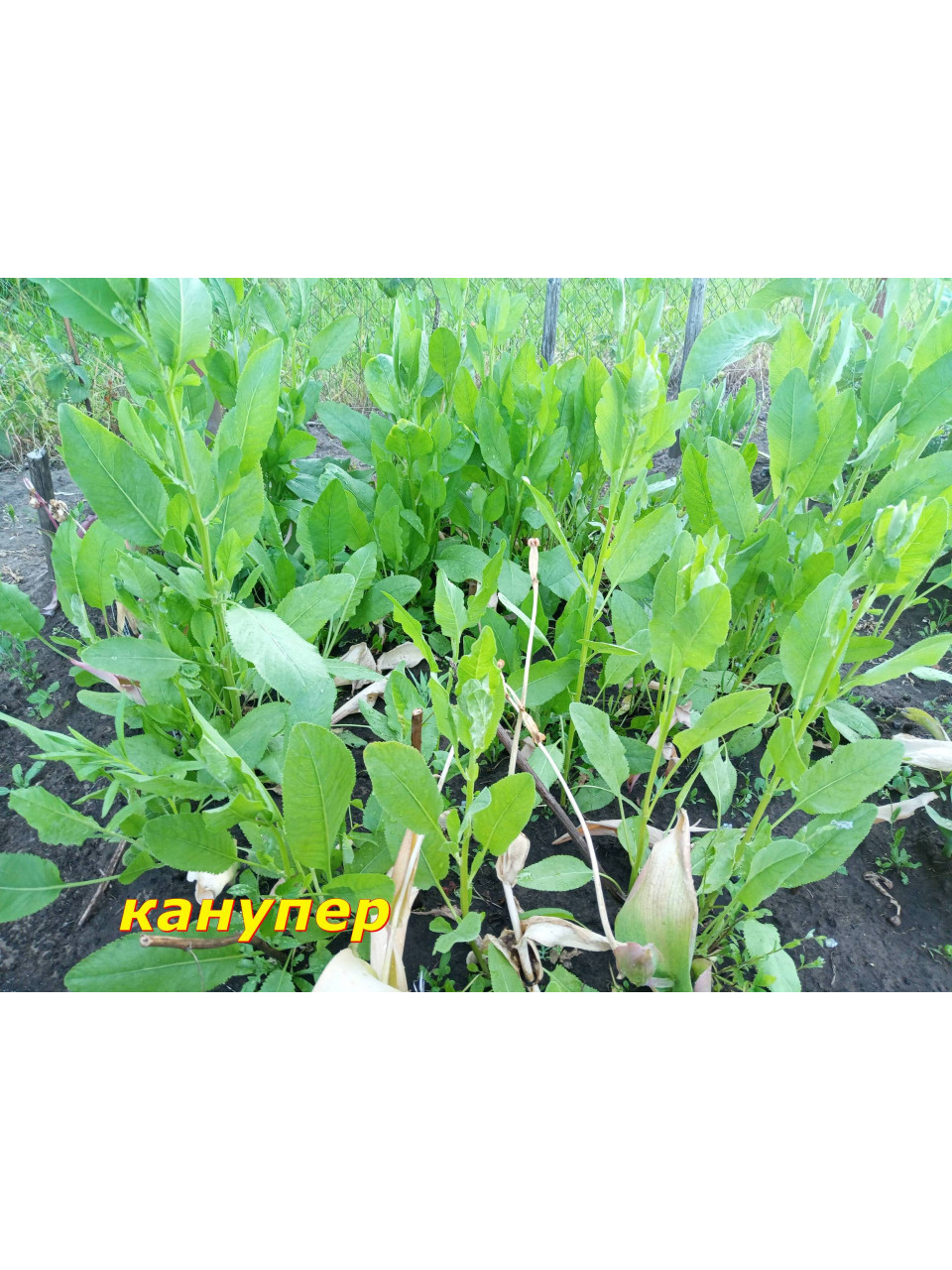 Канупер Канупер