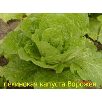 Капуста пекинская "Ворожея" листовая