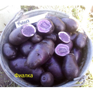 Картофель семена Фиалка фиолетовая мякоть 10 шт