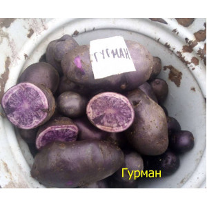 Картофель семена ГУРМАН 10 шт сине-фиолет. Мякоть