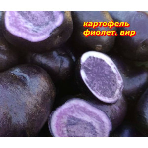 Картофель семена ФИОЛЕТОВЫЙ ВИР 10 шт фиолет. Мякоть