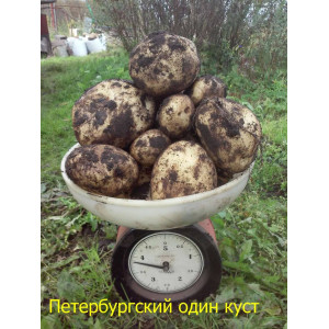 Картофель семена ПЕТЕРБУРГСКИЙ 50 шт