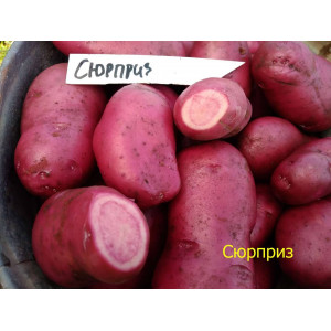 Картофель семена Сюрприз розовая мякоть 10 шт