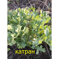 КАТРАН, Татарский хрен. Многолетник 10 шт