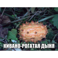 КИВАНО (рогатая дыня) 3 шт