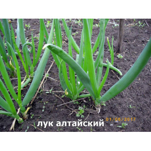 Лук "Алтайский", 30 семян