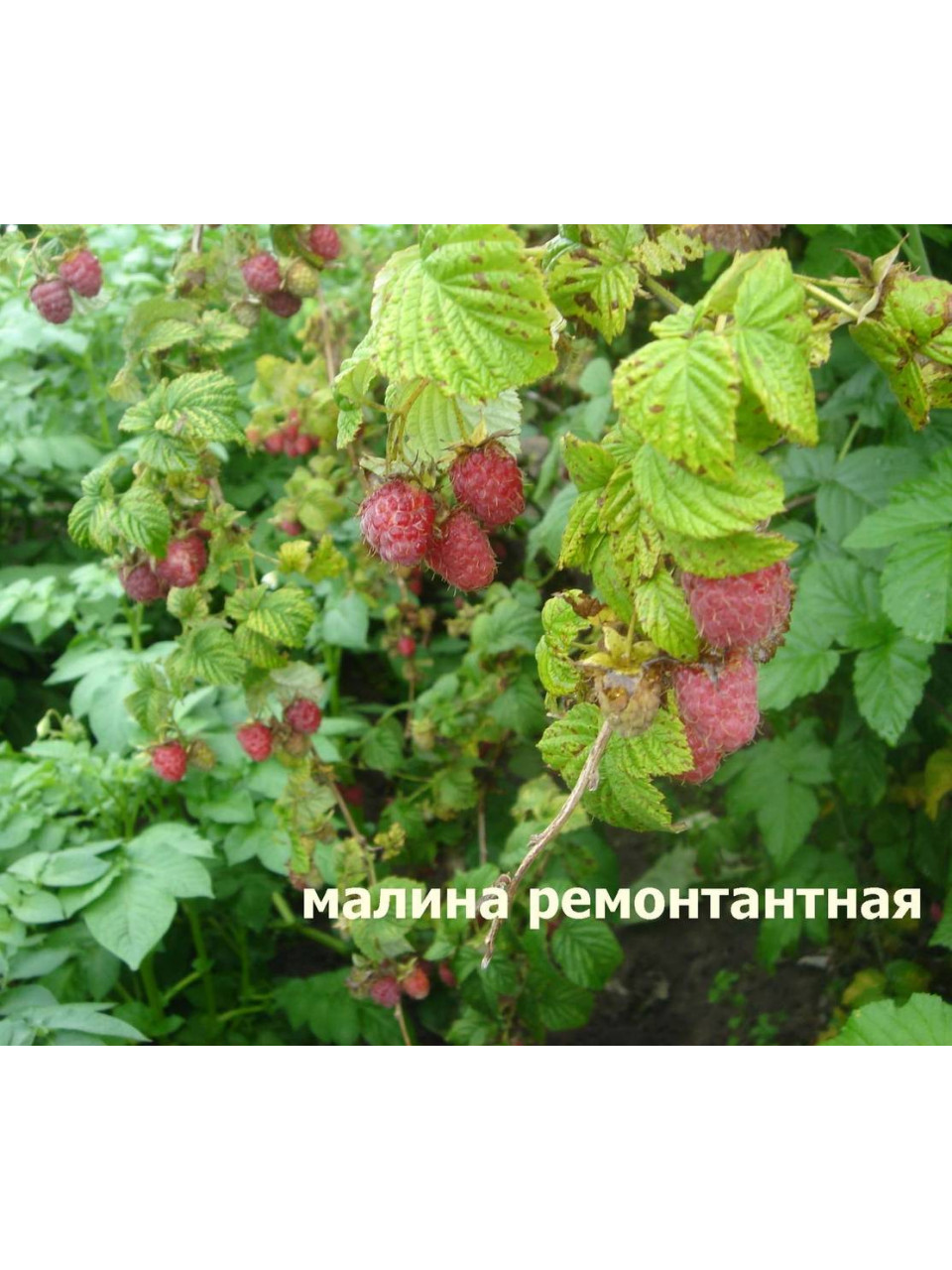 Малина ремонтантная Малина ремонтантная