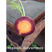 Фиолетовая морковь, 50 семян 