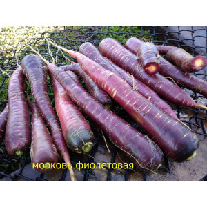 Фиолетовая морковь, 50 семян 