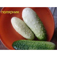 ОГУРЕЦ Полярник (белый засолочный) 8 шт