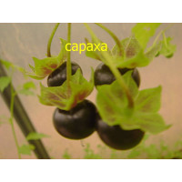 Сараха 20 шт