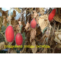 ТЛАДИАНТА(многолетний красный огурец) 3 шт