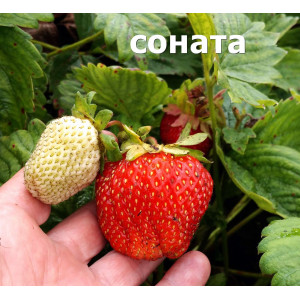 Земляника крупноплодная Соната