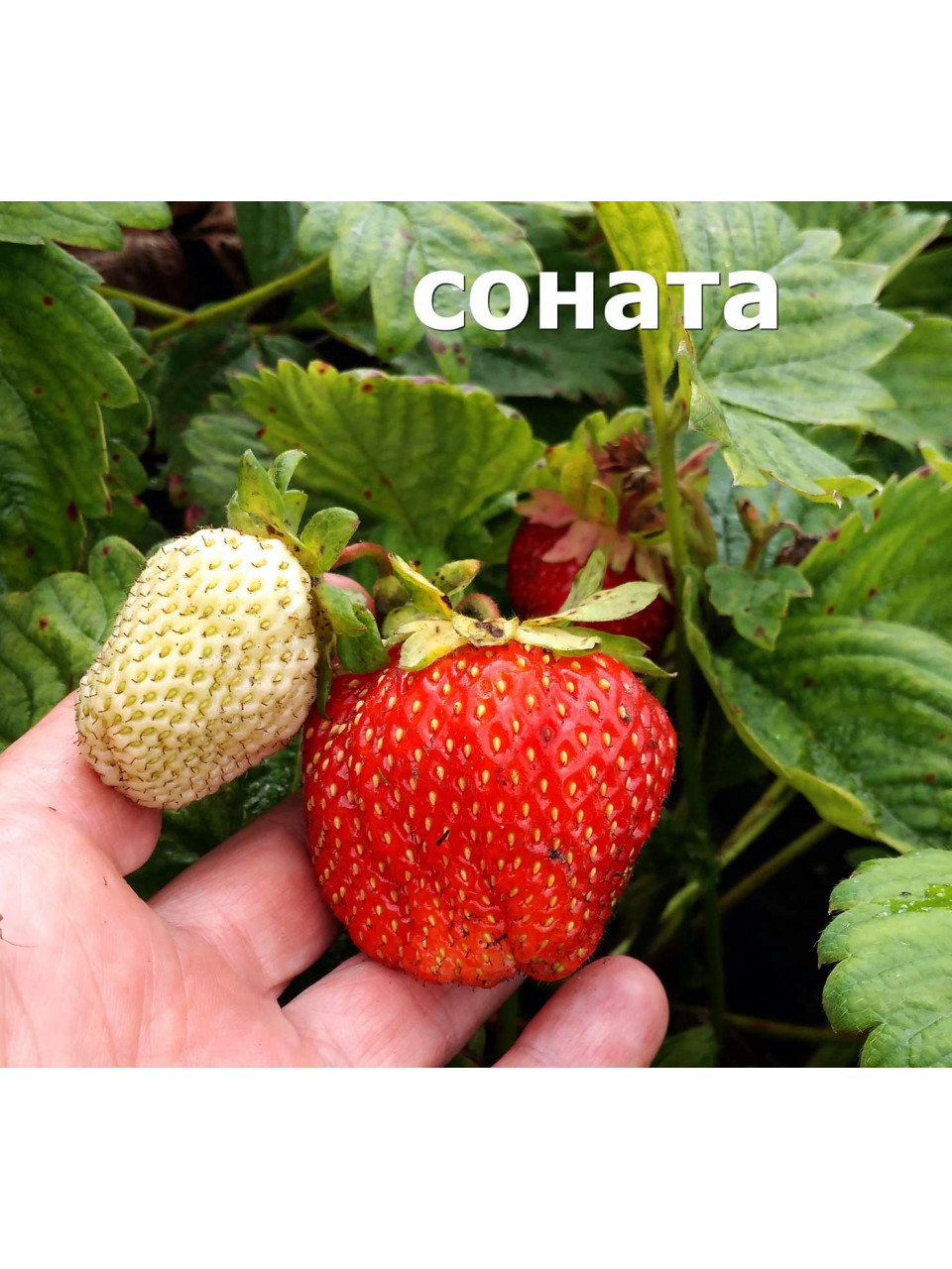 Земляника крупноплодная Соната Земляника крупноплодная Соната