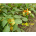 Перец Карлик 