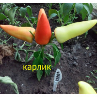 Перец Карлик Перец Карлик