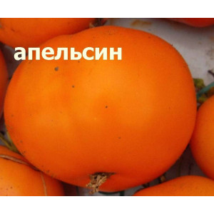 Томат "Апельсин", индетерминантный, оранжевый до 250 гр