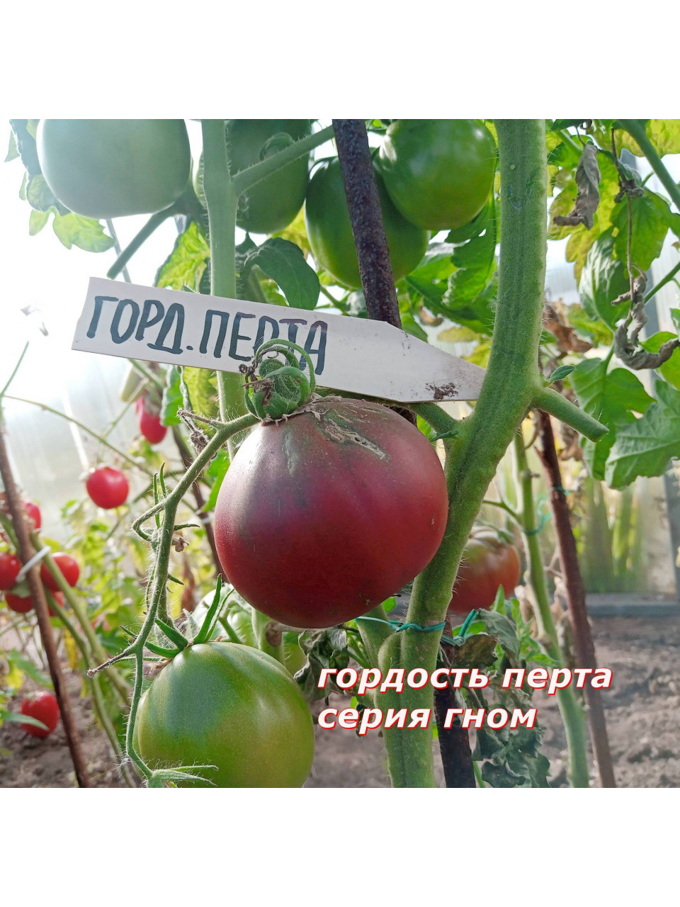 Томат "Гордость перта " дет. Красо-фиолет. 90 см до 150 гр 5 шт ГНОМ Томат "Гордость перта " дет. Красо-фиолет. 90 см до 150 гр 5 шт ГНОМ