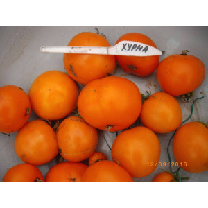 Томат "Хурма" индетерминантный, оранж.жёлтый дот 300 гр