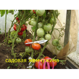Томат "Садовая жемчужина" детерминантный, красный 40 см 60 гр