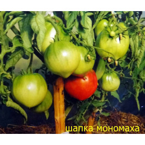Томат "Шапка Мономаха" индетерминантный, роз-красный до 1 кг
