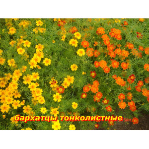Бархатцы тонколистные смесь 20 шт. Бархатцы тонколистные смесь 20 шт.