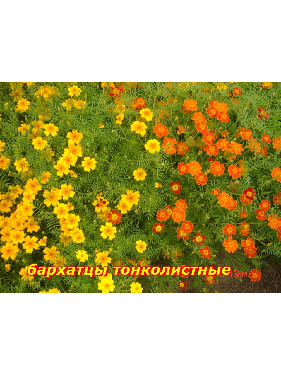 Бархатцы тонколистные смесь 20 шт. Бархатцы тонколистные смесь 20 шт.