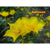 Бартония. Однолетник 50 см.