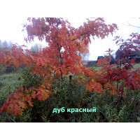 Дуб Красный 5 шт Дуб Красный 5 шт