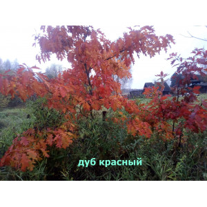 Дуб Красный 5 шт Дуб Красный 5 шт