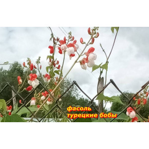 Фасоль Двуцветная (турецкие бобы) 5 шт Красно-белые цветы