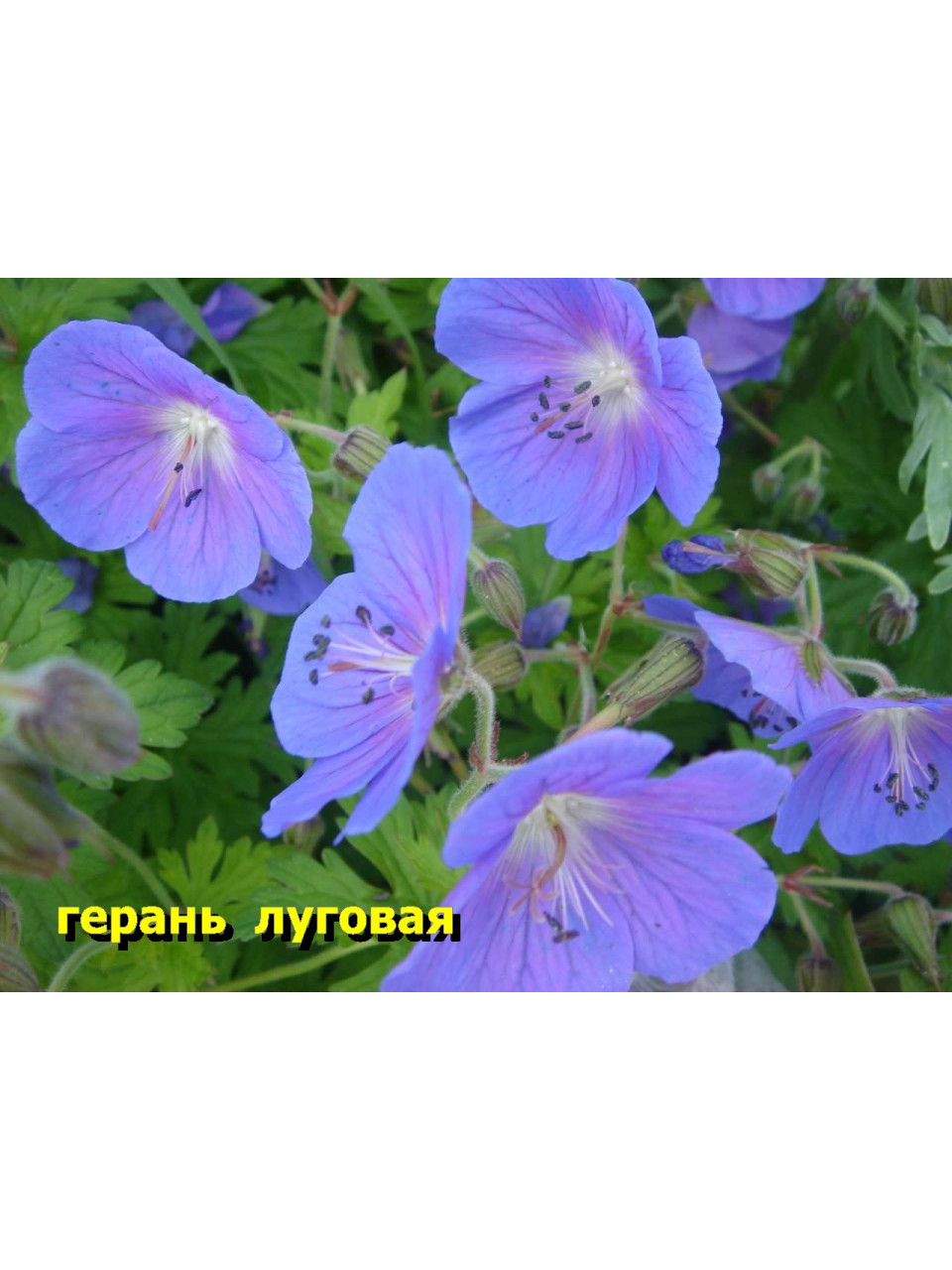 Герань луговая. Многолетник. 60 см. 5 шт Герань луговая. Многолетник. 60 см. 5 шт