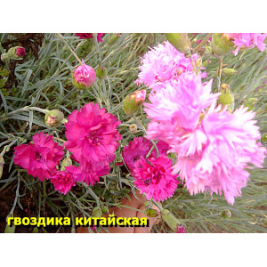 Гвоздика китайская. Смесь. 20 см. Многолетник 30 шт Гвоздика китайская. Смесь. 20 см. Многолетник 30 шт