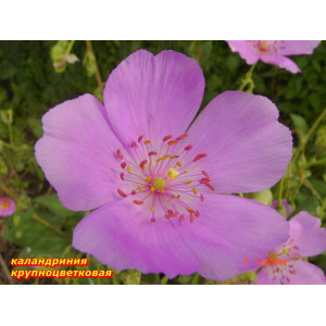 Каландриния Крупноцветковая розовая. . 30-60 см. см. однол