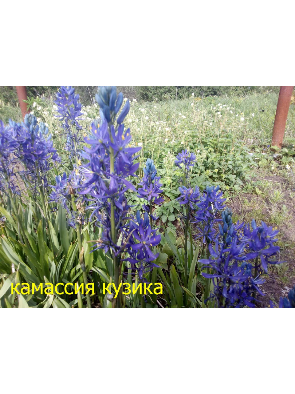 Камассия Кузика синяя Камассия Кузика синяя