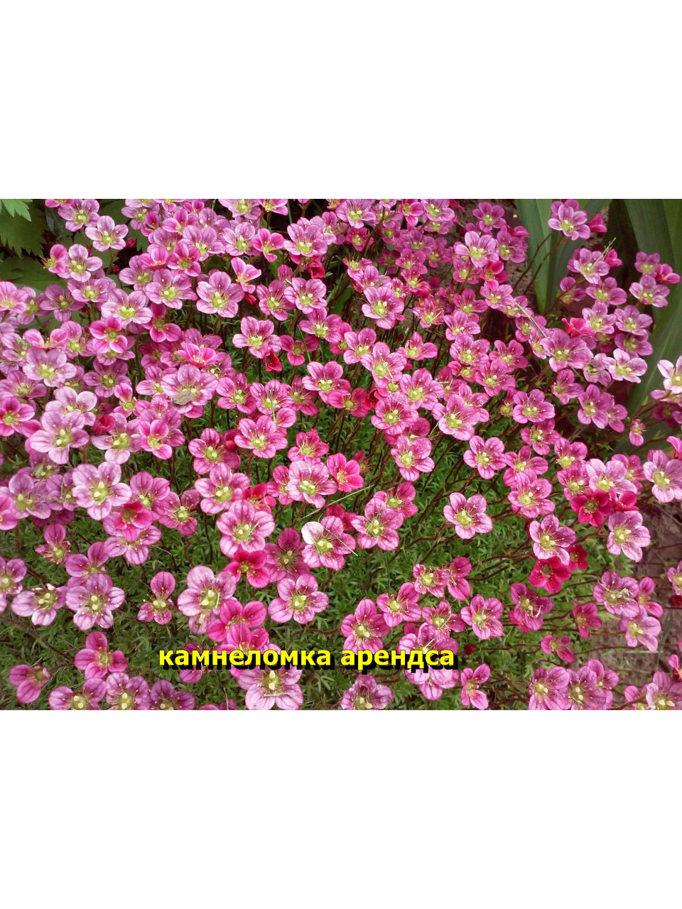 Камнеломка Арендса (Мшистая) 10-15 см многолет. Красная Камнеломка Арендса (Мшистая) 10-15 см многолет. Красная