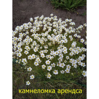 Камнеломка Арендса (Мшистая) 10-15 см многолет. Белая