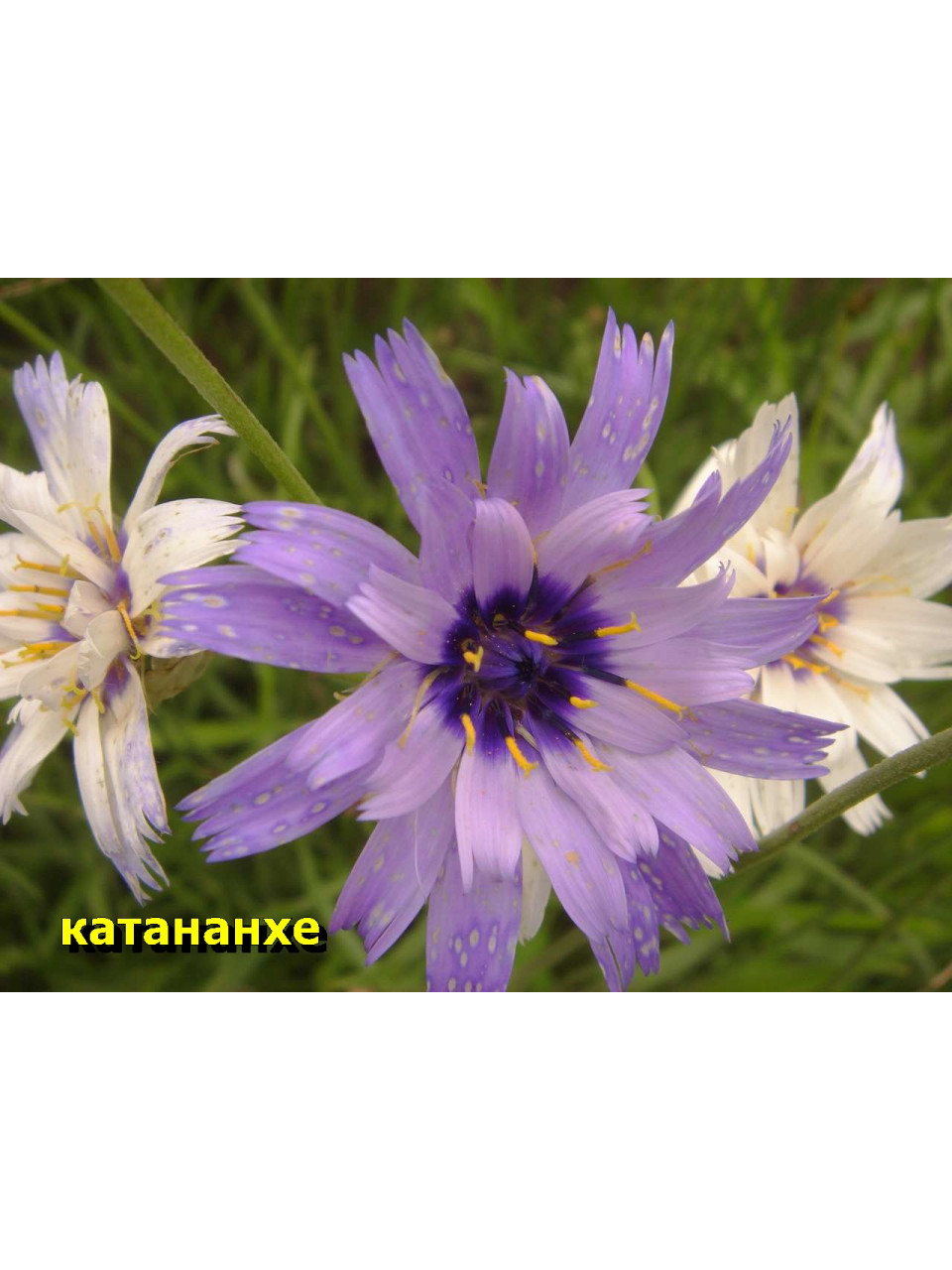 Катананхе.Белая и синяя. Многолетн. 1 м. Катананхе.Белая и синяя. Многолетн. 1 м.