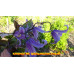 Клематис Цельнолистный, Синий Многолет. 70 см. 5 семян