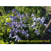 Клематис Цельнолистный, Синий Многолет. 70 см. 5 семян